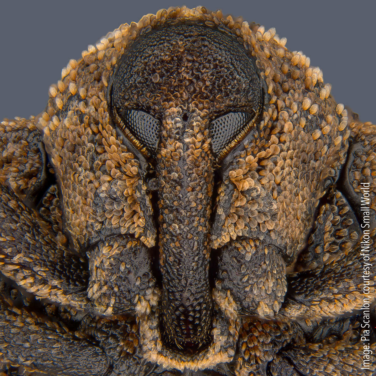 Portrait of Sternochetus mangiferae (mango seed weevil). Stereomicroscopy, image stacking, 1x (objective lens magnification)